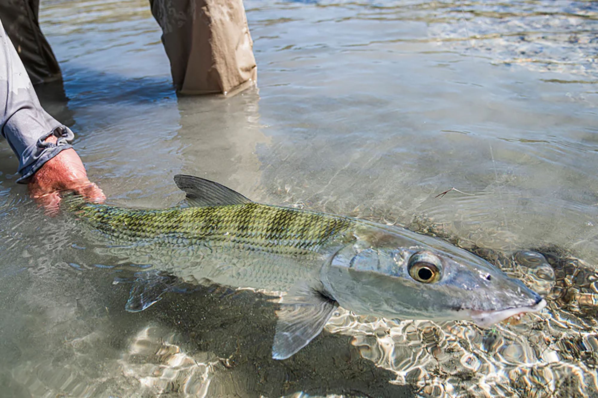 An angler catches a nice Bonefish on the flats while fishing with the Andros South Lodge in the Bahamas