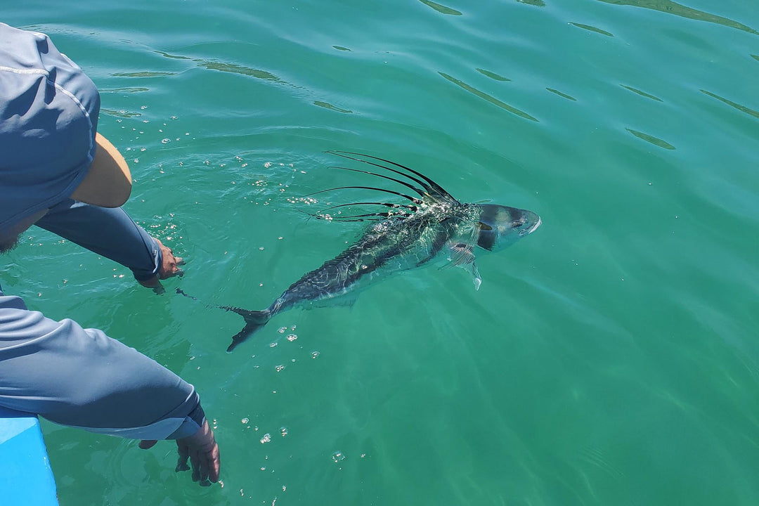An angler releasing a Roosterfish while fishing from a boat on Baja's East Cape.