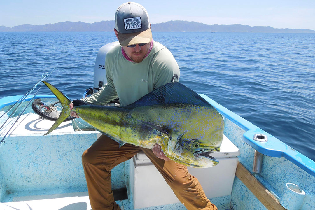 A large Dorado caught on a fly rod in the waters of Baja's East Cape with the guides of Fly Fish Mex.