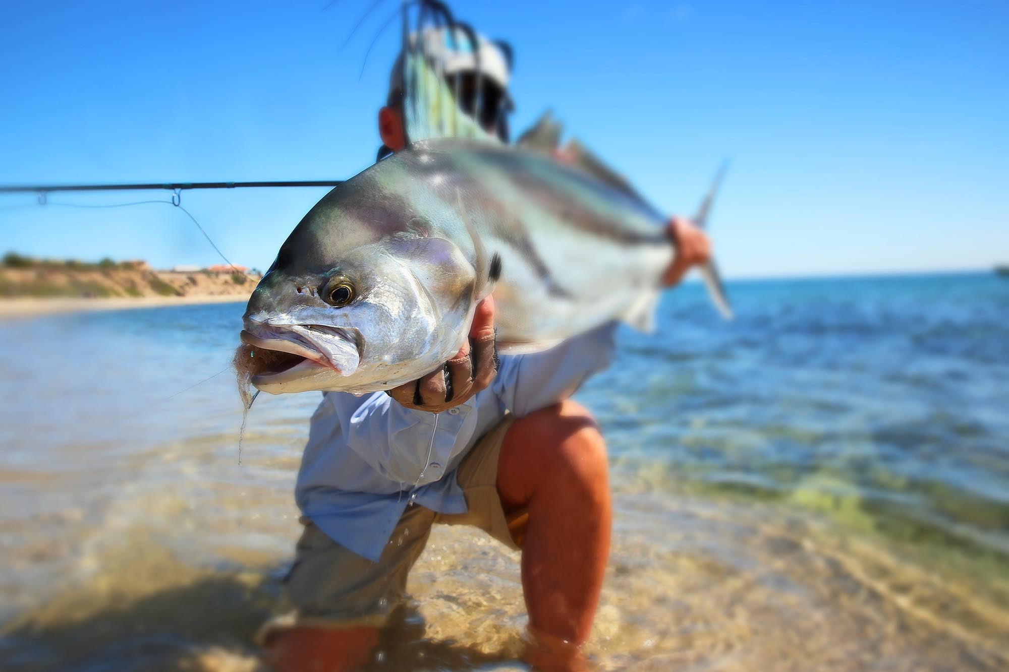 A closeup of a Roosterfish found while fishing the beach off of Baja's East Cape.