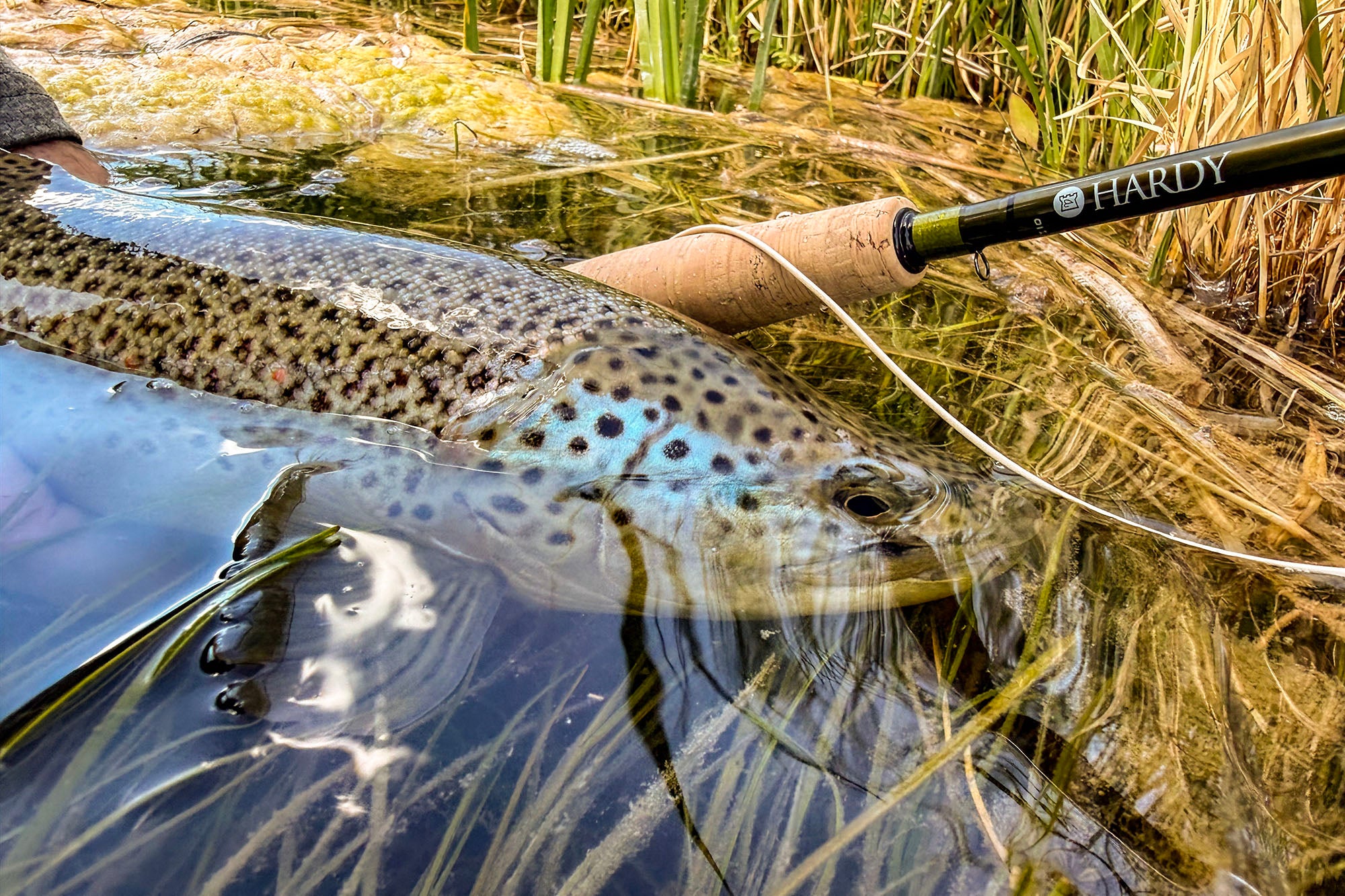 A close-up action shot of a fly fisherman holding a large brown trout in shallow water  A Hardy Aydon fly rod is visible in the water, with dry reeds and water in the background. - Photo By Chad Agy