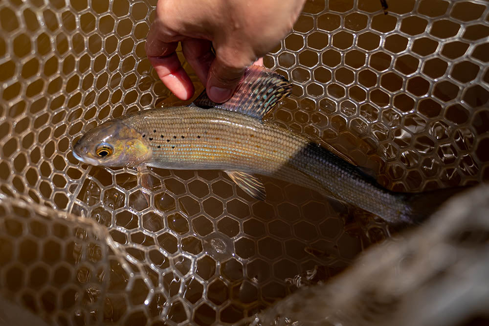 An angler admiring a beautiful Arctic Grayling from Utah's Smith and Moorehouse reservoir.