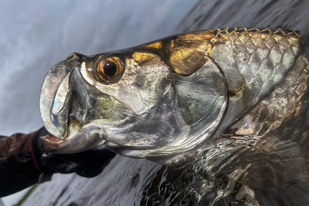 A closeup of the Baby Tarpon. The top prize for anglers fishing the Tarpon Cay Lodge in Mexico's northern Yucatan.