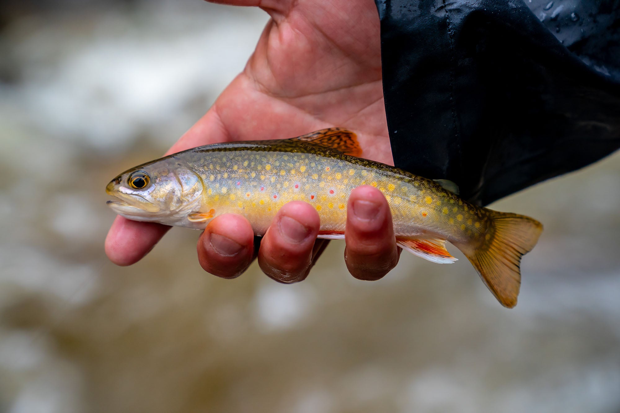 A nicely colored Brook Trout caught in a small creek in Utah.