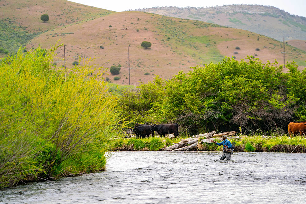 Person fly fishing in a river with cows and mountains in the background